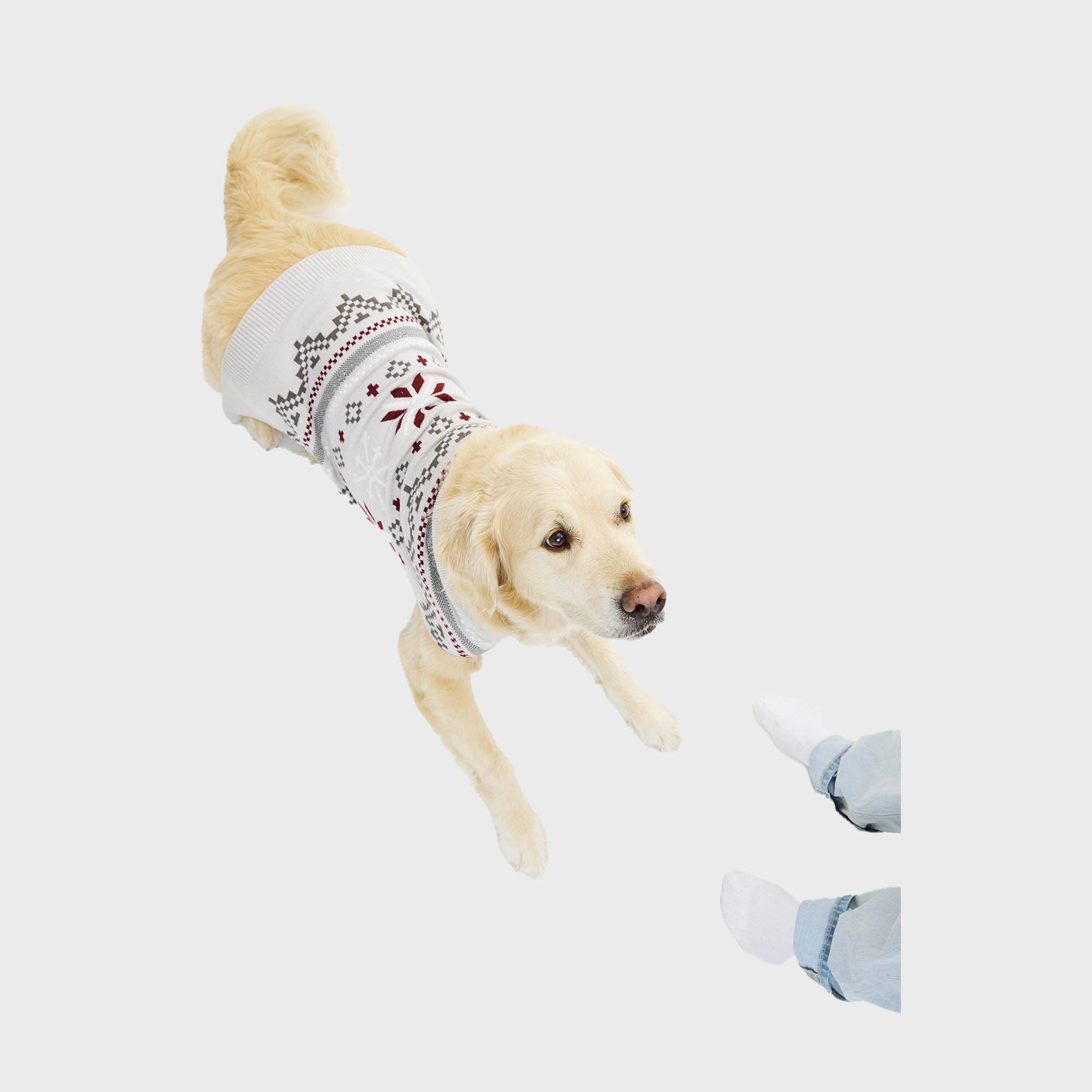 Eleganti maglioncini natalizi per cani