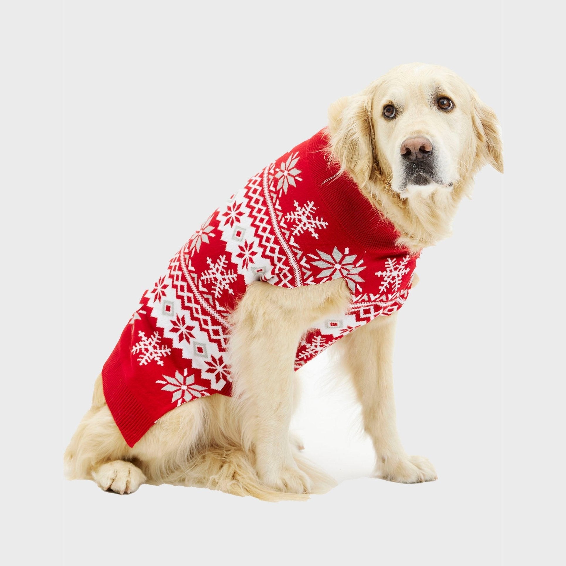 Il dolce maglione natalizio per cani